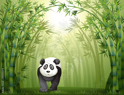 A panda bear and a bamboo forest