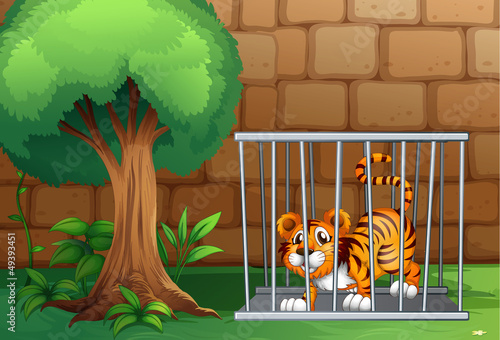 A tiger in a cage