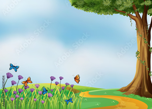 Butterflies and a beautiful nature