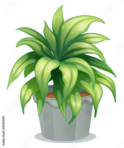 A leafy plant