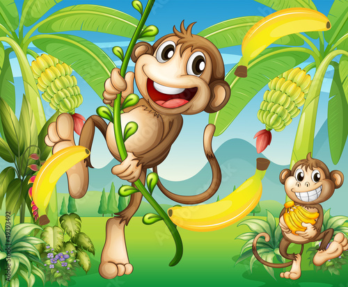 Two monkeys near the banana plant
