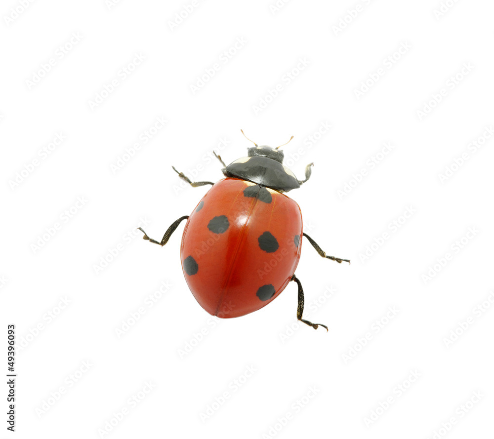 red ladybug red ladybug