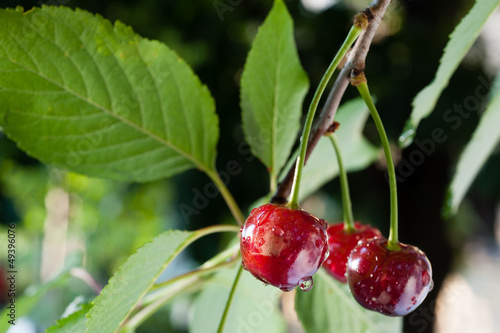 sour cherries on the branch photo
