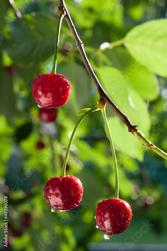 sour cherries on the branch photo