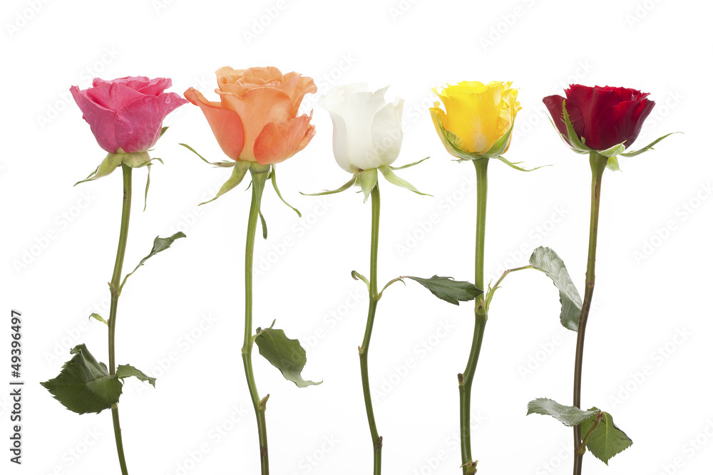 Five roses in different colors Five roses in different colors