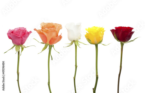 Five roses in different colors