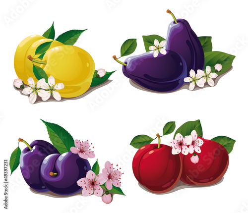 set of ripe plums