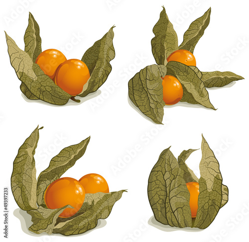 set of ripe physalis