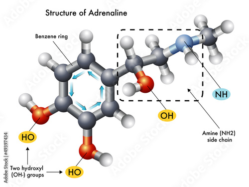 struttura adrenalina