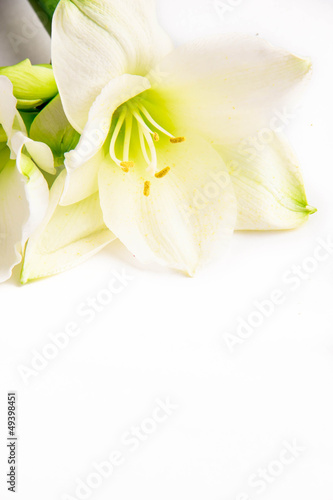Isolated white lily