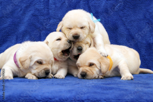 yellow labrador puppies