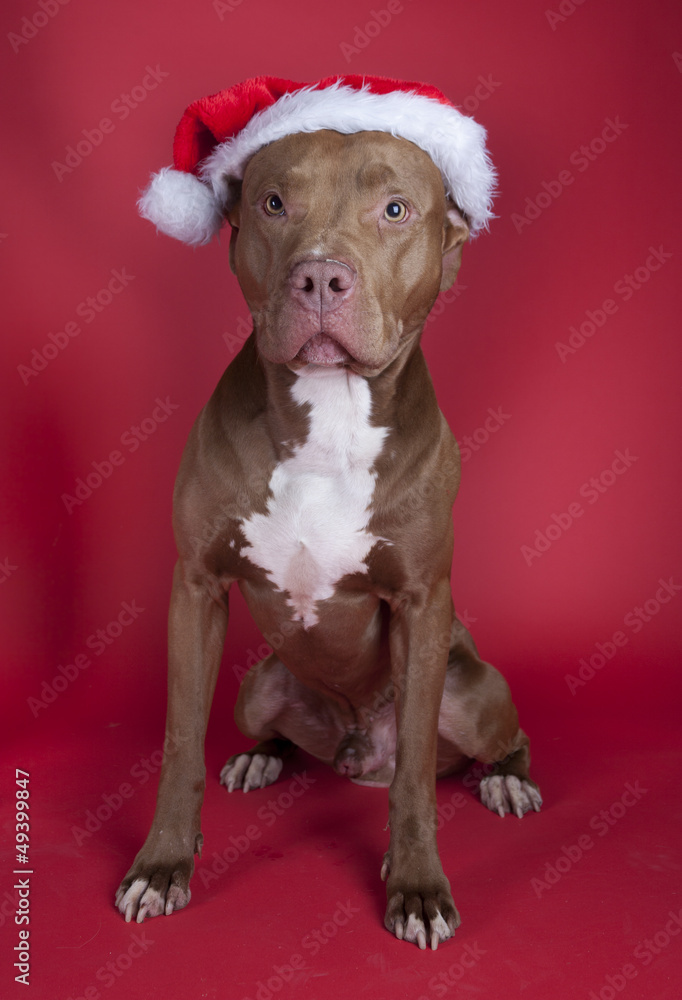 Pitbull sitting on red background Pitbull sitting on red background