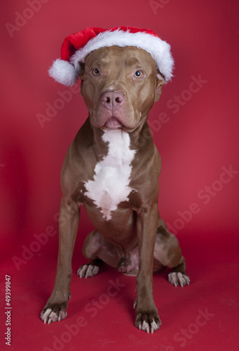 Pitbull sitting on red background