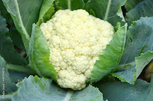 Flowers cabbage.