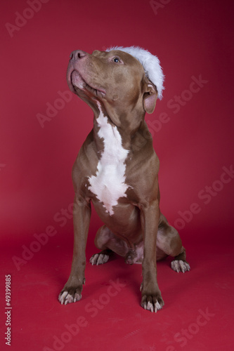 Pitbull sitting on red background