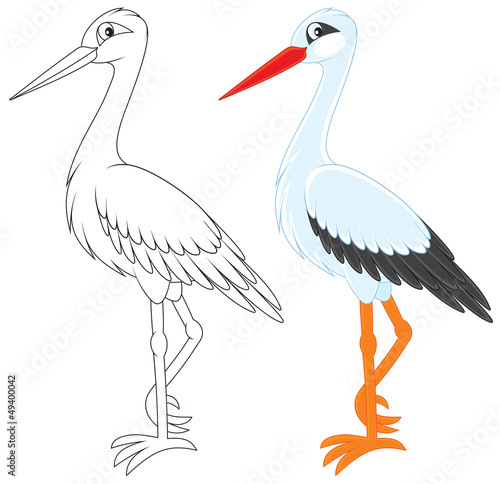 White stork