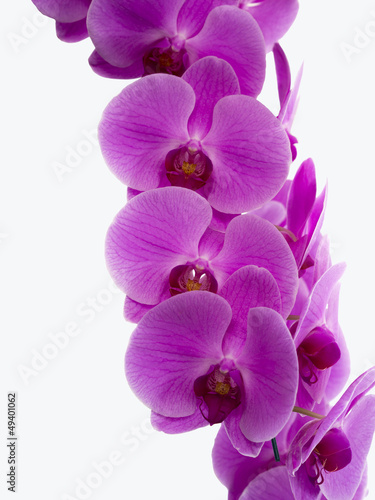 Yukidian orchid, pink orchid