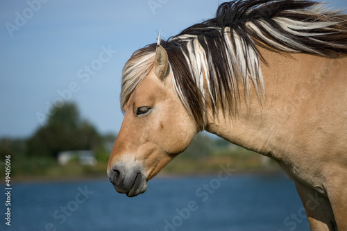 Quadro em tela Fjord horse standing near lake