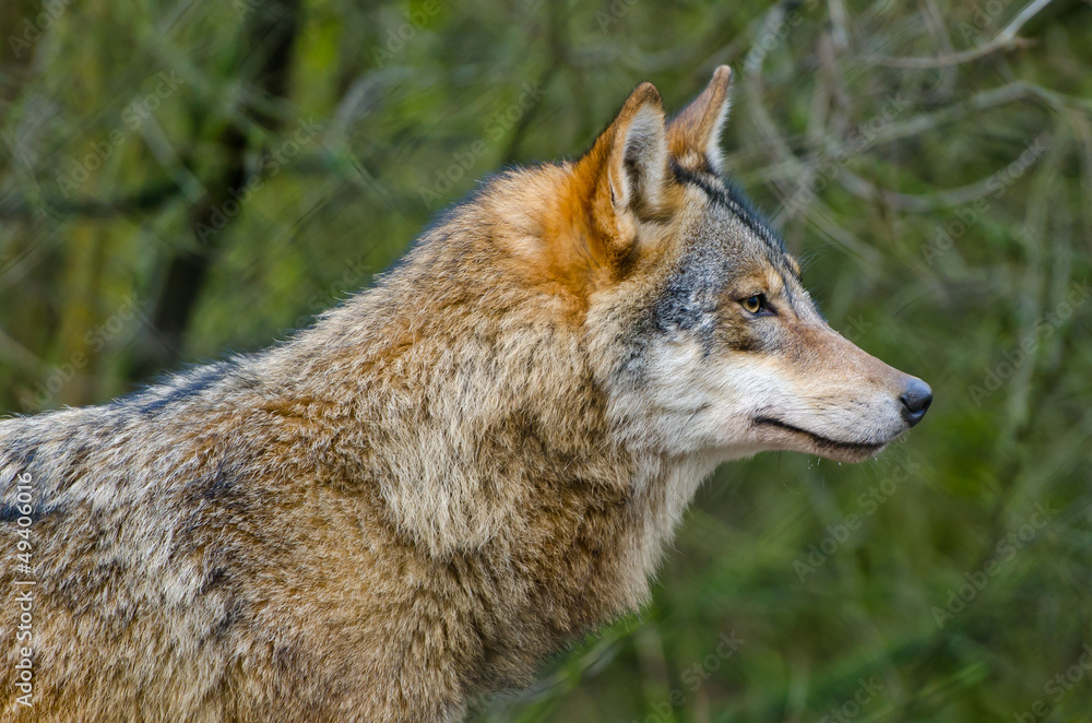 Fototapeta premium Wolf