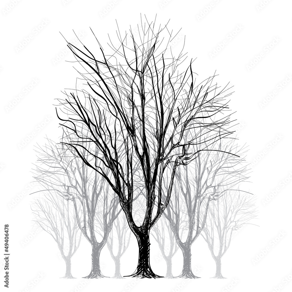 Obraz premium large bare tree without leaves - hand drawn