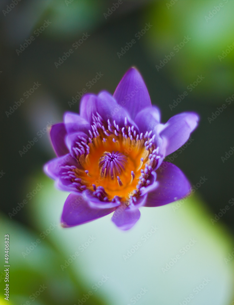 Purple lotus Purple lotus