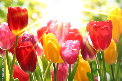 Fototapeta Naklejka Na Ścianę i Meble -  Fresh tulips in warm sunlight