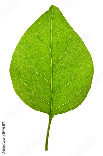 Lilac leaf on isolated