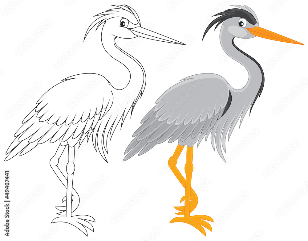 Obraz premium Grey heron