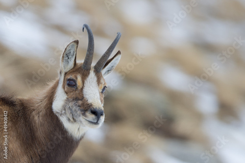 Fotografia An isolated chamois deer in the snow background