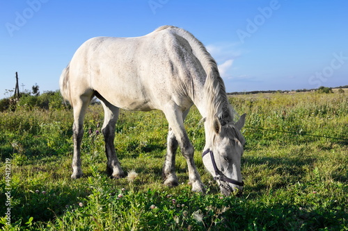 Fototapeta Naklejka Na Ścianę i Meble -  White horse graze in a field on a sunny day