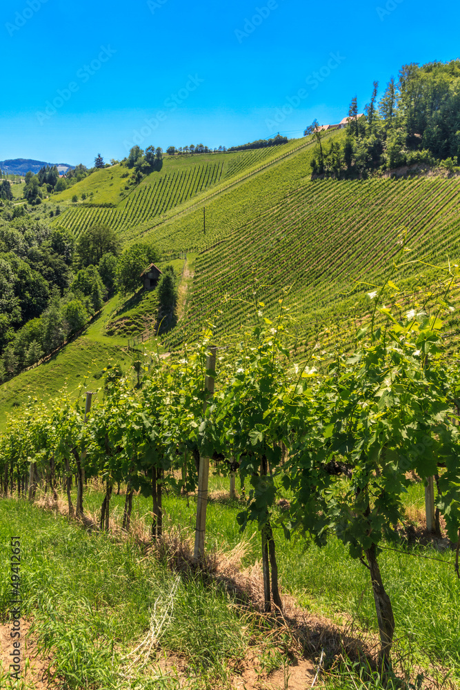 Styrian Tuscany Vineyard near Leutschach, Styria, Austria