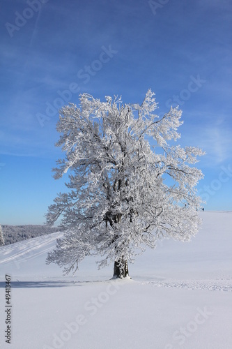 Snows tree