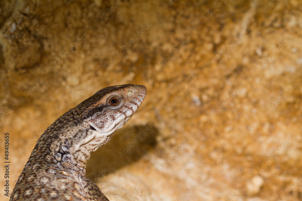 Varanus exanthematicus, savannah monitor lizards Varanus exanthematicus, savannah monitor lizards