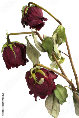 Three wilted roses isolated on white background photo