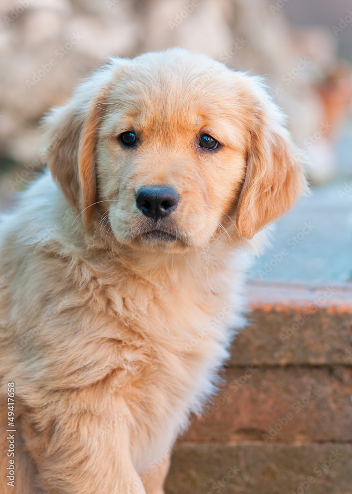 cute golden retriever puppy