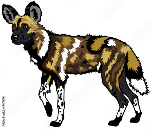 african wild dog