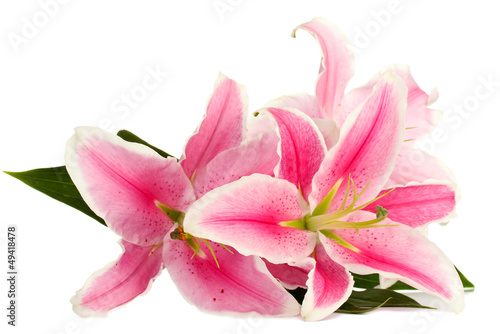 beautiful pink lily  isolated on white
