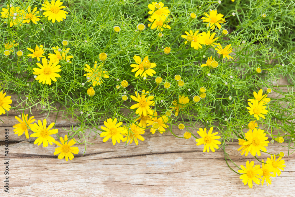 Obraz premium first spring flowers