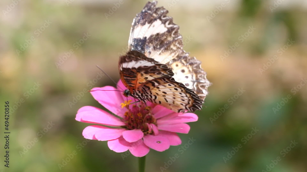 Leopard Lacewing butterfly sucking nectar from flower Leopard Lacewing butterfly sucking nectar from flower
