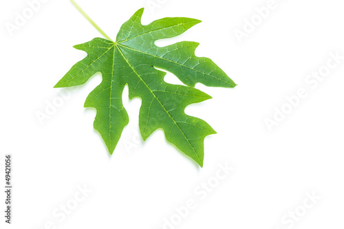 Papaya Leaf isolated