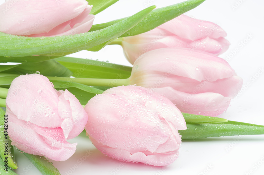 Fototapeta premium Spring Tulips