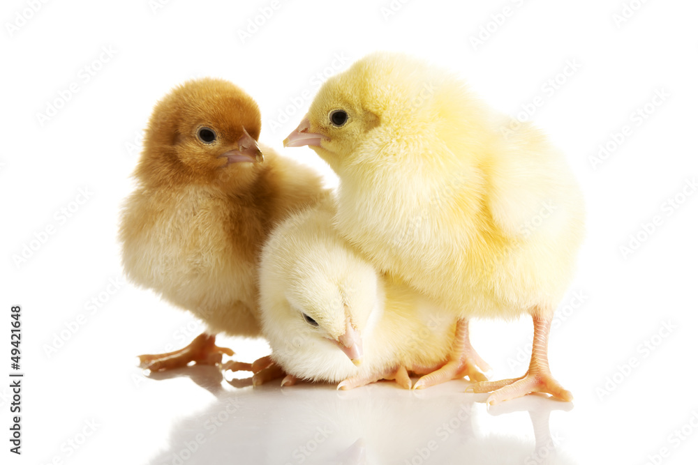 Fototapeta premium Little chickens