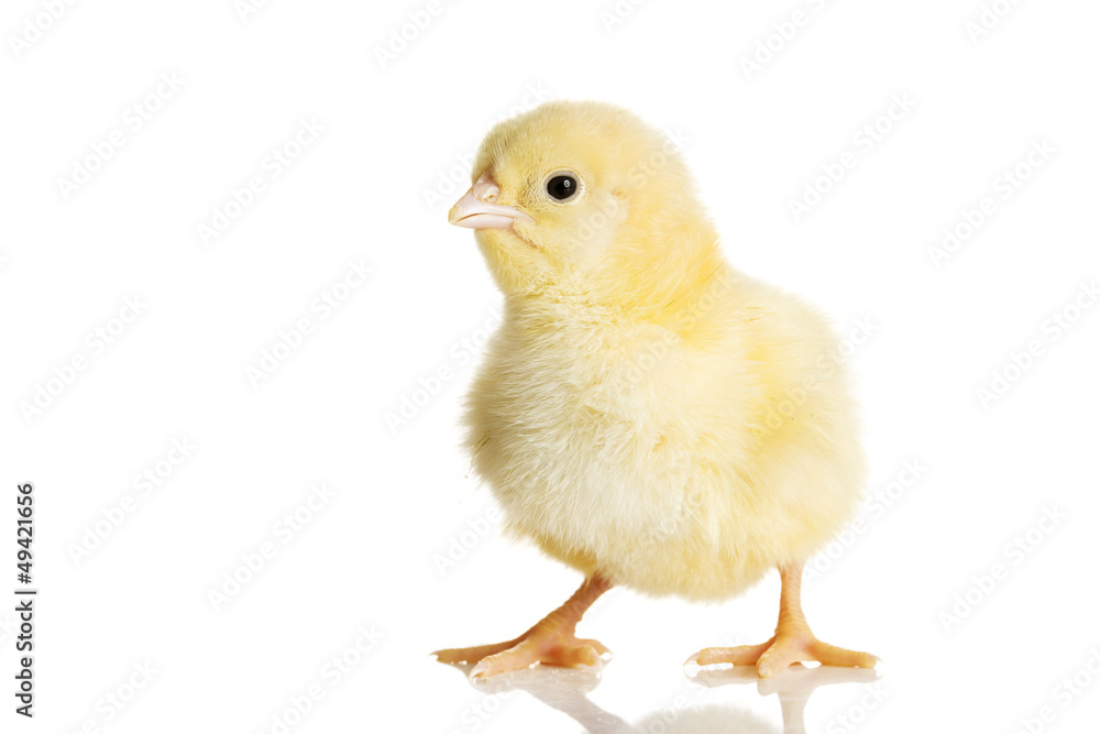 Little chicken Little chicken