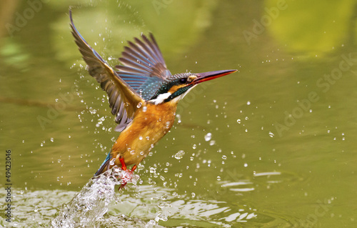 common kingfisher,Alcedo atthis © photoncatcher36