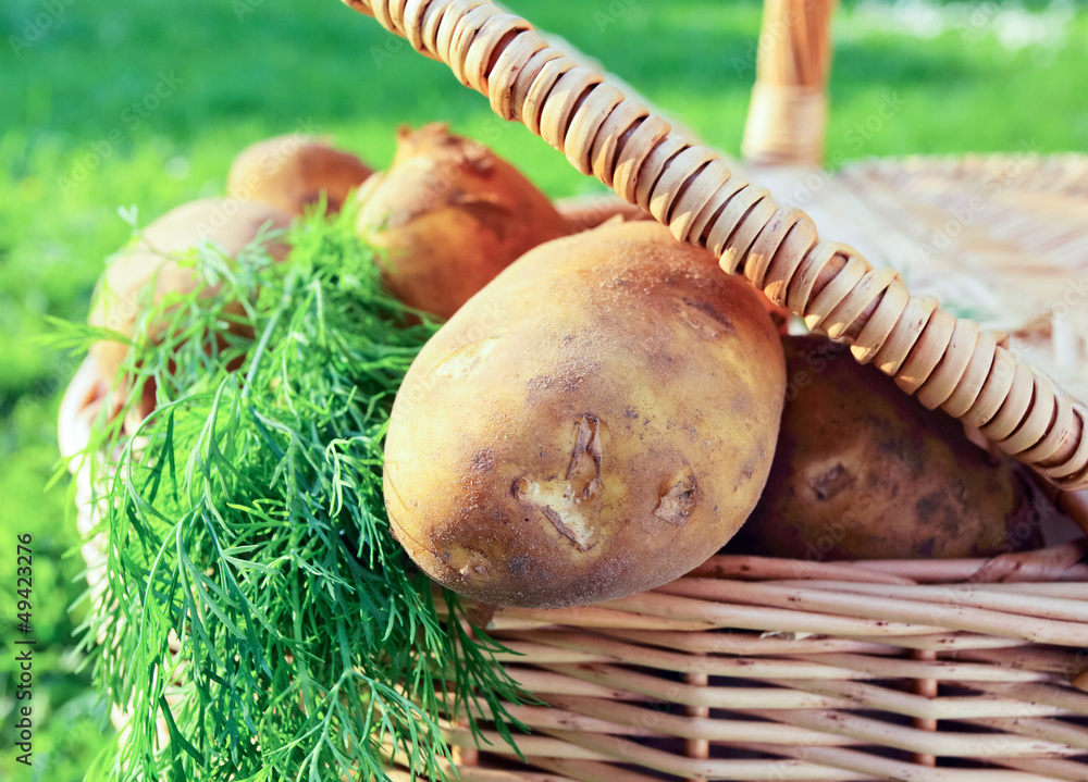 Obraz premium raw potatoes