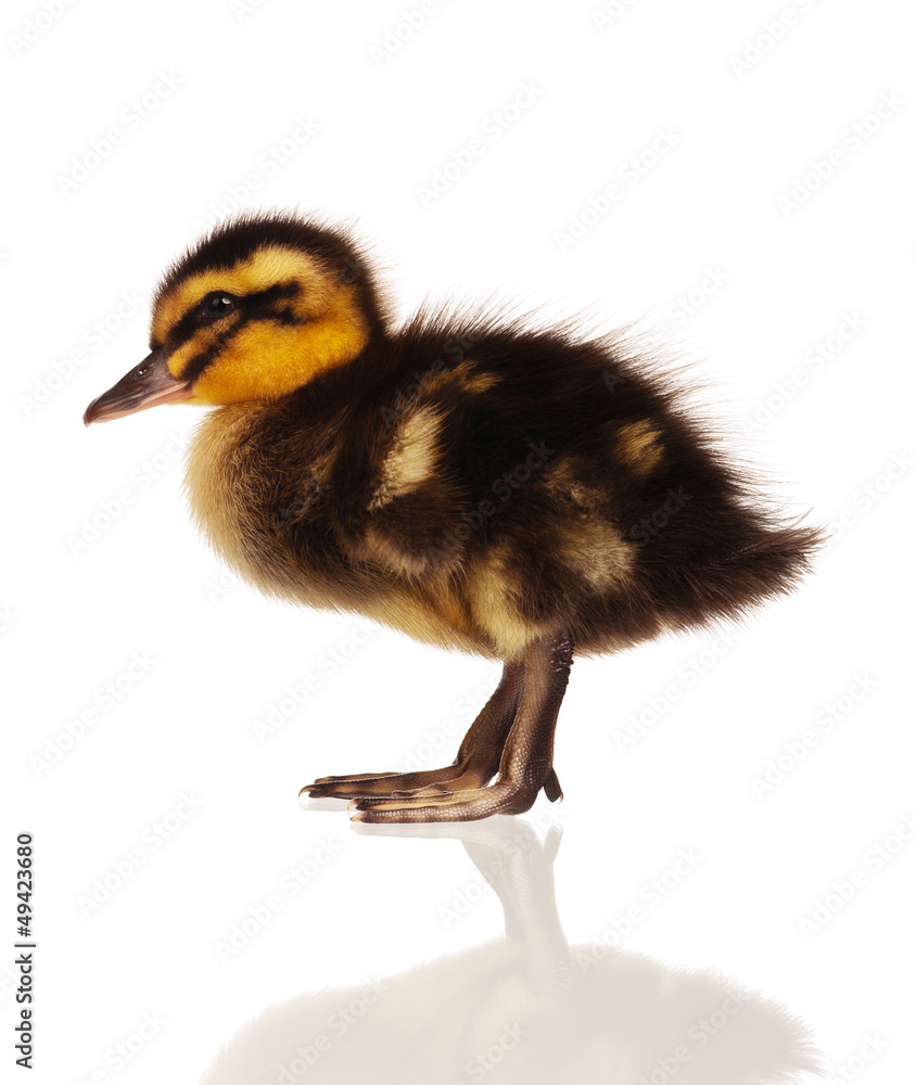 Domestic duckling