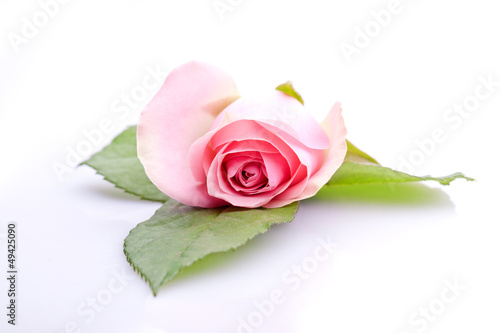 einzelne rosa Rose