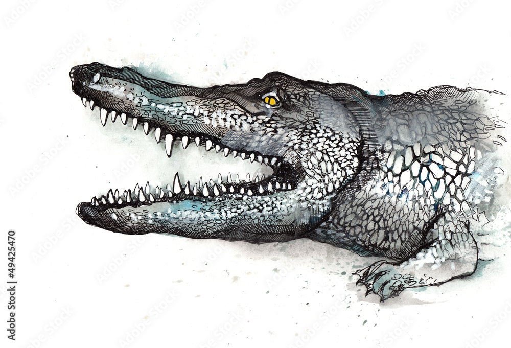 Obraz premium alligator