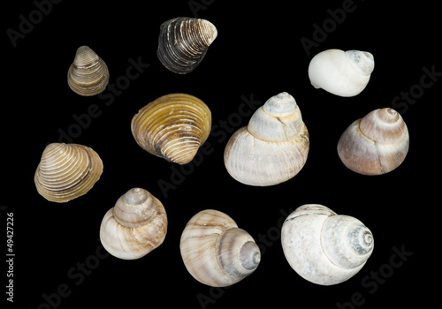 Set of sea ​​shells black isolated