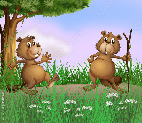 Two beavers playing in the forest
